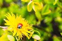 loseup-shot-tiny-ladybug-beautiful-yellow-flower
