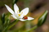 selective-focus-shot-ladybird-sitting-petal-flower