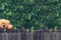 Teddy Bear on fence