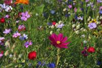 A meadow of wildflowers and green wild grasses.