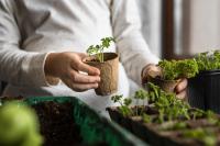 Indoor gardening image with small planters