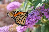butterfly on purple flowers