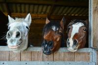Horses Smiling