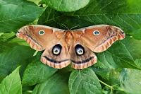 moth native to Alberta on green leaves
