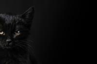 black Cat Halloween