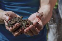 hands-holding-worms-with-soil-farmer-showing-group-earthworms-his-hands-production