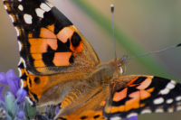 A close up of a monarch butterfly
