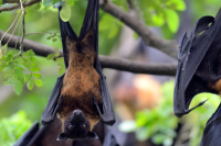 a close up of bats hanging from a tree