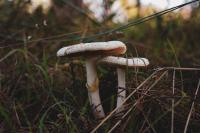 A close up of white mushrooms growing from the ground
