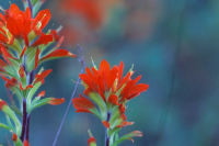 a close up of the castella flower