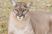 a cougar rests in a field