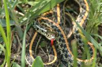 Plains Garter Snake