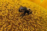 close up bumble bee on a flower 