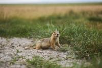 Ground Squirrel