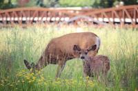 Mom and baby deer with bridge