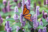 Monarch butterfly pollinating lavendar