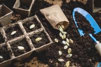 Home garden seeds