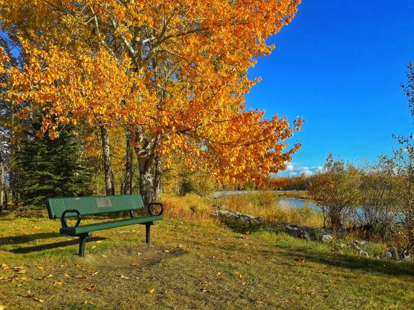 Park bench on a green knoll with trees with orange leaves in background