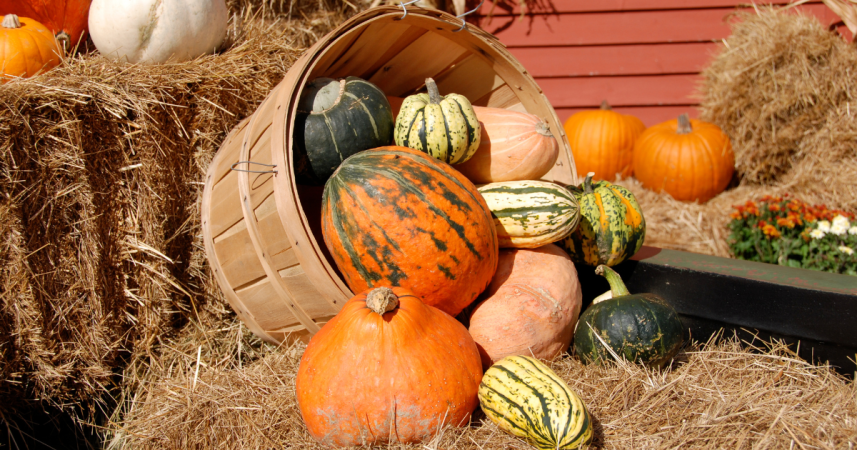 basket of pumpkins and squashes