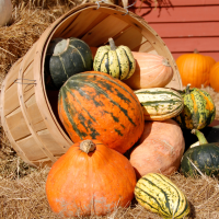 basket of pumpkins and squashes