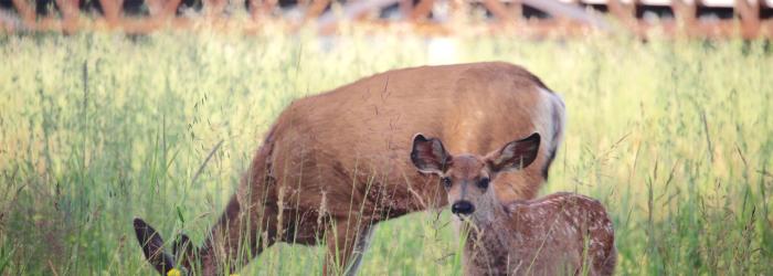 Deer eating grass by Sheep River bridge, image credit: NANCY TREICH-WESSELY