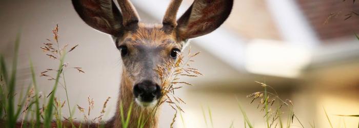 image of deer in grass