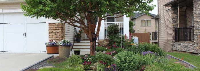 Front xeriscaped yard during the summer