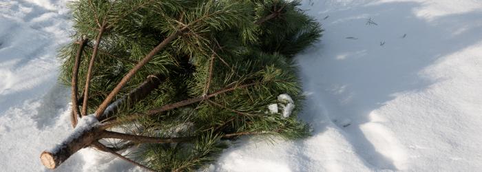 pine christmas tree lying on ground in snow