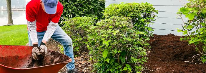 Man putting mulch around shrubs in garden
