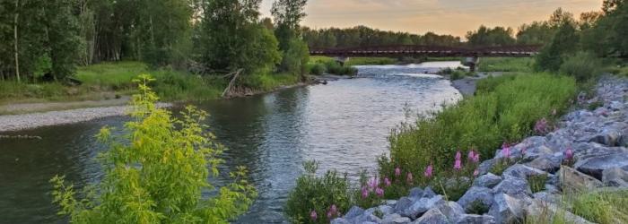 The sheep river flowing through Okotoks, surrounded by greenery