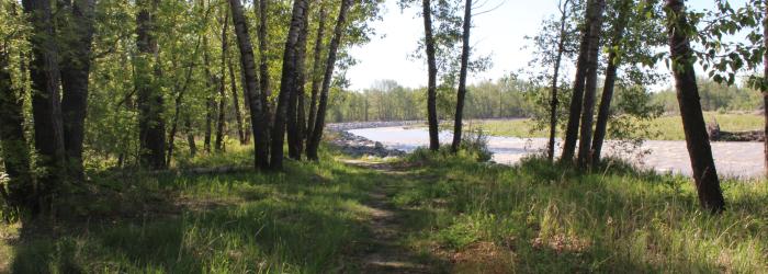 Walking path through trees beside the Sheep River