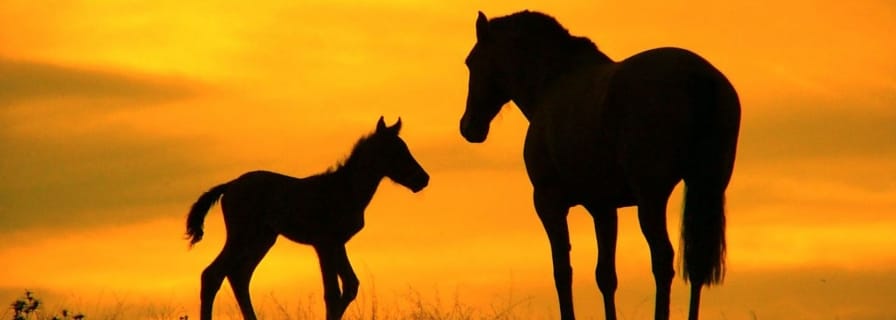 For A Love Of Horses Acrylic Painting The Town Of Okotoks