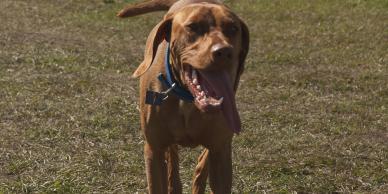 Dog at large running in park