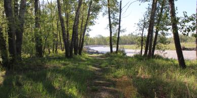 Walking path through trees beside the Sheep River