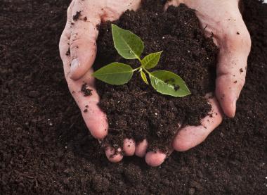 compost