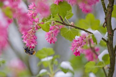 Bumble Bee on a pink flower blossom in snow
