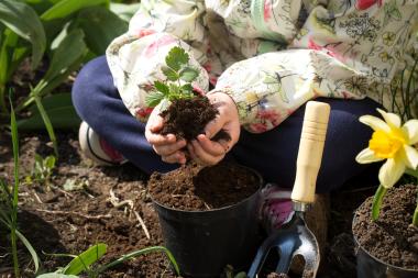 person kneeling in garden with dirt and plant in their hands