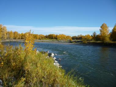Sheep River with blue sky background and green trees and foliage