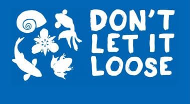 Don't Let It Loose