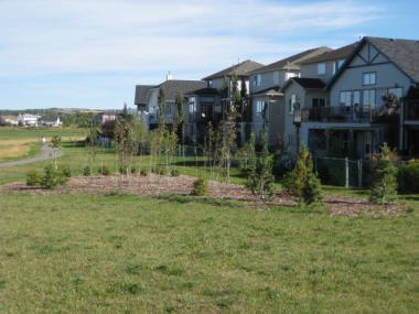 Okotoks Citizens Grove